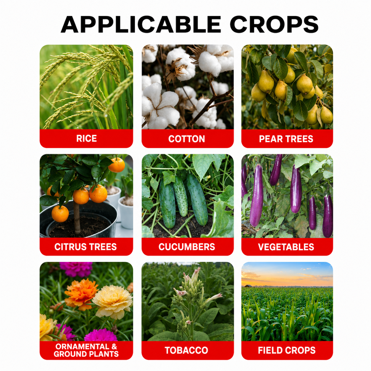 Abamectine 1,8 % EC – Insecticide et miticide pour légumes, fruits et plantes ornementales