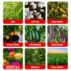 Abamectine 1,8 % EC – Insecticide et miticide pour légumes, fruits et plantes ornementales