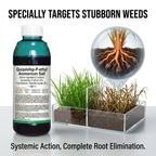 Herbicide à base d'ammonium de glyphosate pour le contrôle des mauvaises herbes et des racines dans les vergers | Solution systémique de gestion des mauvaises herbes