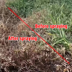 Herbicide Glufosinate Ammonium 10% SL, Herbicide à large spectre à action rapide pour fermes et terres agricoles