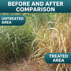 Herbicide Glufosinate Ammonium 10% SL, Herbicide non sélectif contre graminées et mauvaises herbes à feuilles larges
