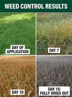 Herbicide Glufosinate 10% SL à action rapide, Herbicide à brûlage rapide pour graminées résistantes et mauvaises herbes à feuilles larges