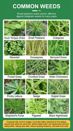 Herbicide Glufosinate 10% SL à action rapide, Herbicide à brûlage rapide pour graminées résistantes et mauvaises herbes à feuilles larges