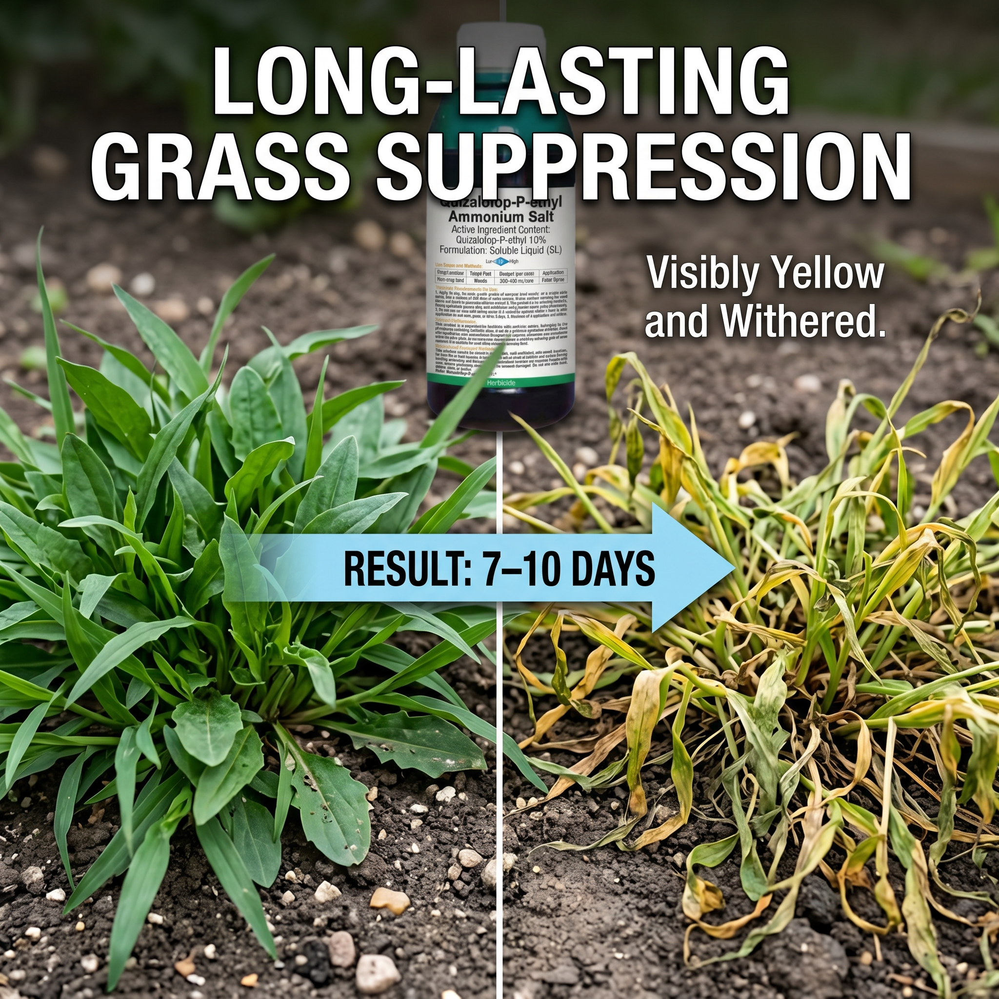 Herbicide à base d'ammonium de glyphosate pour le contrôle des mauvaises herbes et des racines dans les vergers | Solution systémique de gestion des mauvaises herbes