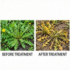 Herbicide SG MCPA Sodium 5 % + Glyphosate Ammonium 75 % pour le contrôle systémique des mauvaises herbes dans les champs agricoles