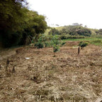 Herbicide Glufosinate Ammonium 10,9% SL, Herbicide non sélectif à action rapide contre graminées résistantes et mauvaises herbes à feuilles larges