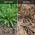 Herbicide granulé soluble à 95 % de sel d'ammonium de glyphosate pour le contrôle des mauvaises herbes à large spectre | Gestion systémique des mauvaises herbes